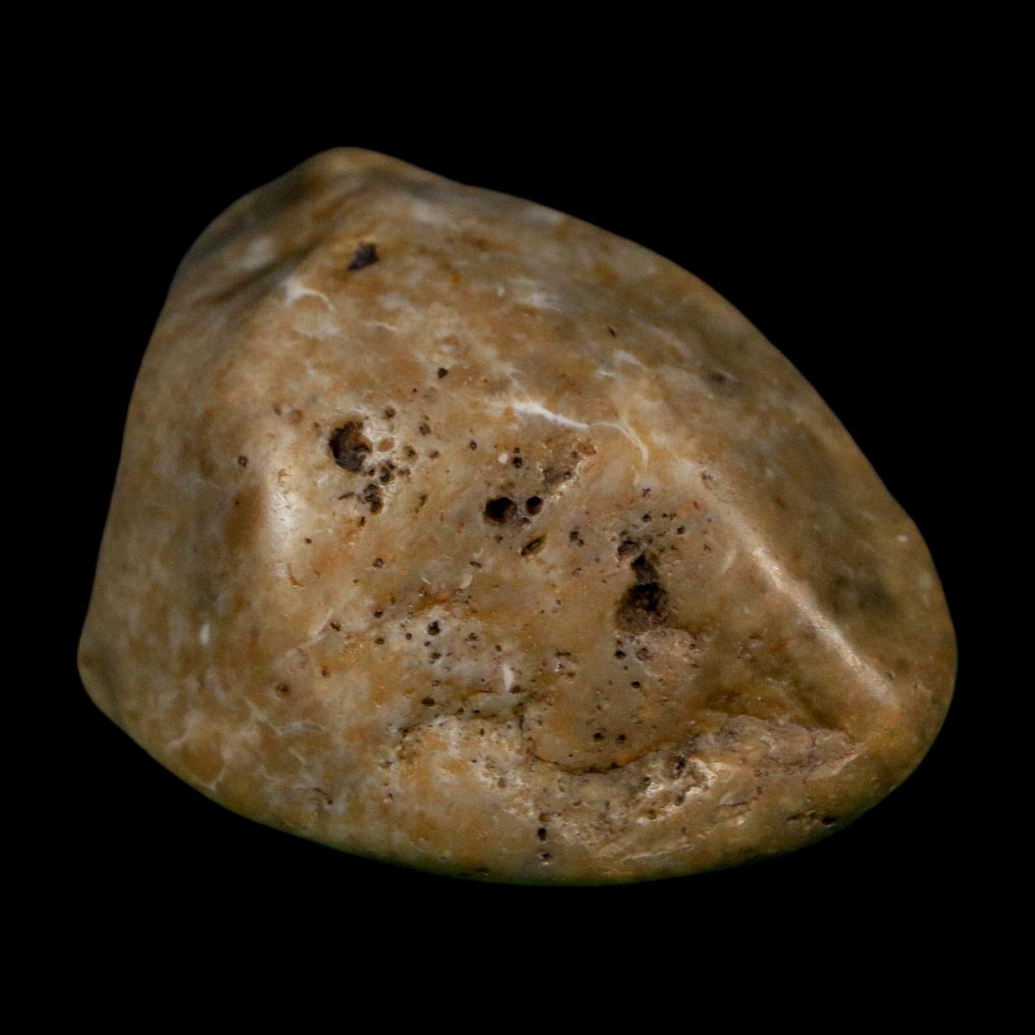 2" Sauropod Dinosaur Stomach Stone Gastrolith Rock Gizzard Stone COA - Fossil Age Minerals