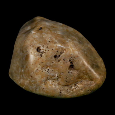 2" Sauropod Dinosaur Stomach Stone Gastrolith Rock Gizzard Stone COA
