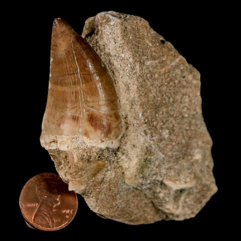 1.6" Mosasaur Prognathodon Fossil Tooth In Matrix Cretaceous Dinosaur Era COA - Fossil Age Minerals