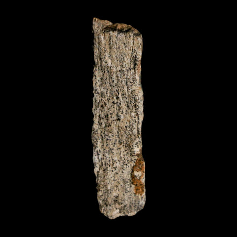 1.4" Tyrannosaurus Rex Fossil Bone Dinosaur Lance Creek Formation Wyoming COA - Fossil Age Minerals