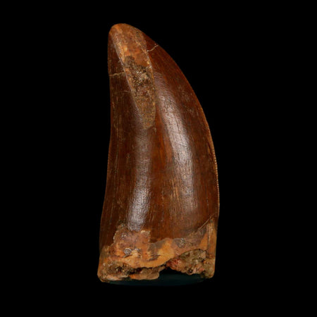 1.8" Carcharodontosaurus Fossil Tooth Cretaceous Dinosaur Morocco COA Stand