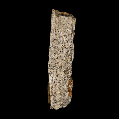 1.4" Tyrannosaurus Rex Fossil Bone Dinosaur Lance Creek Formation Wyoming COA - Fossil Age Minerals