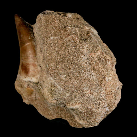 1.6" Mosasaur Prognathodon Fossil Tooth In Matrix Cretaceous Dinosaur Era COA - Fossil Age Minerals