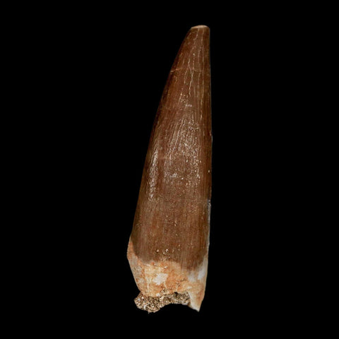 1.7" Plesiosaur Zarafasaura Tooth Fossil Cretaceous Dinosaur Era COA, Stand