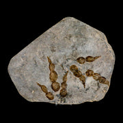 2 Two Grallator Variabilis Dinosaurs Tracks Foot Prints Jurassic Age France COA, Stand