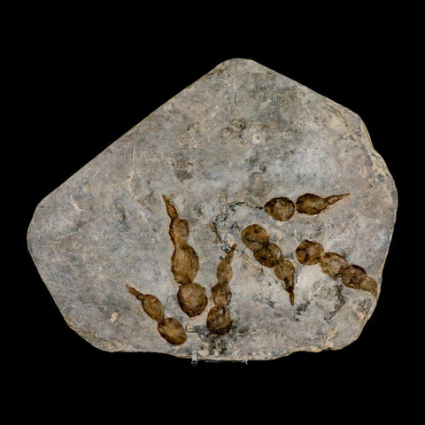 2 Two Grallator Variabilis Dinosaurs Tracks Foot Prints Jurassic Age France COA, Stand