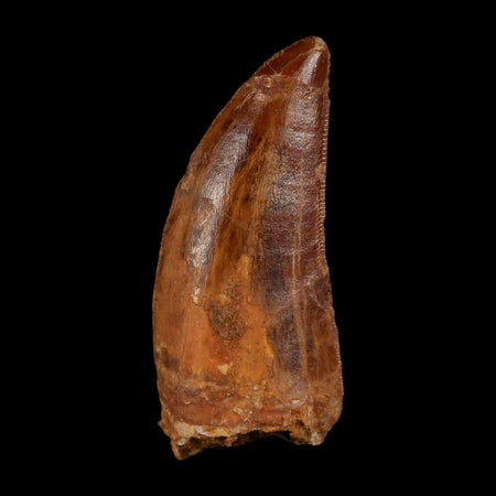 1.8" Carcharodontosaurus Fossil Tooth Cretaceous Dinosaur Morocco COA Stand