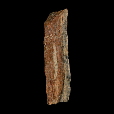 1.4" Tyrannosaurus Rex Fossil Bone Dinosaur Lance Creek Formation Wyoming COA - Fossil Age Minerals