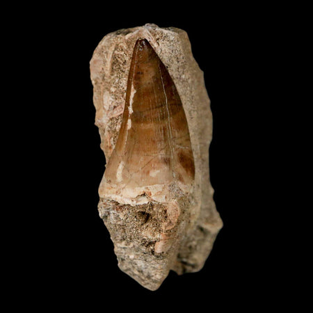 1.6" Mosasaur Prognathodon Fossil Tooth In Matrix Cretaceous Dinosaur Era COA