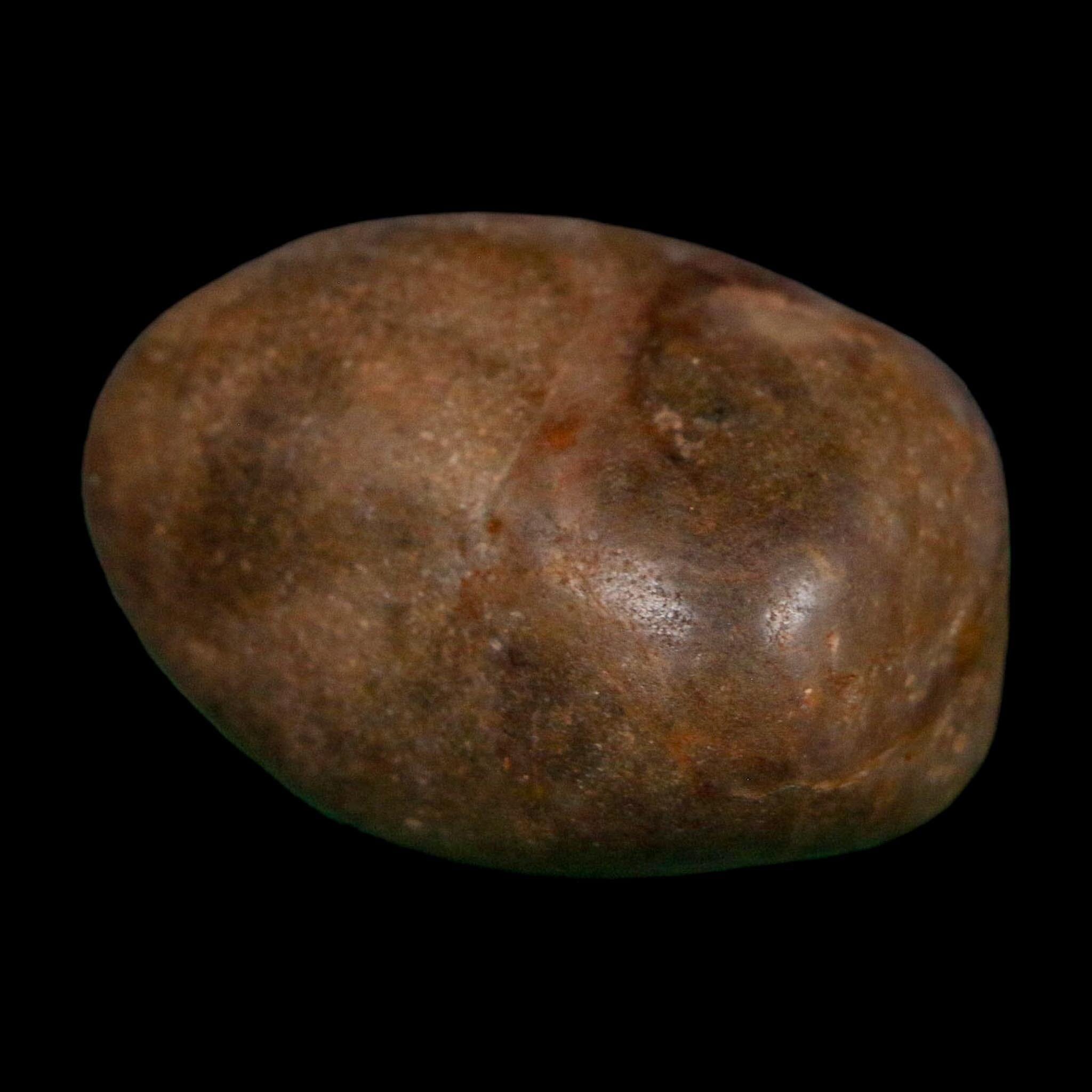 1.8" Sauropod Dinosaur Stomach Stone Gastrolith Rock Gizzard Stone COA - Fossil Age Minerals