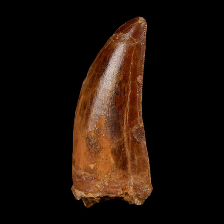 1.8" Carcharodontosaurus Fossil Tooth Cretaceous Dinosaur Morocco COA Stand