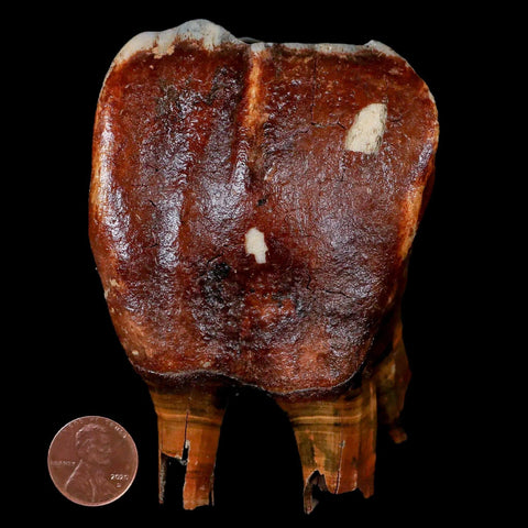 3.7" Woolly Rhinoceros Fossil Rooted Tooth Pleistocene Age Megafauna Russia COA - Fossil Age Minerals