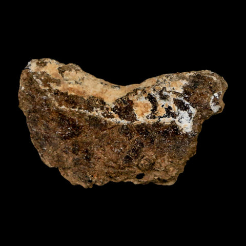 1.2" Tyrannosaurus Rex Fossil Bone Dinosaur Lance Creek Formation Wyoming COA - Fossil Age Minerals