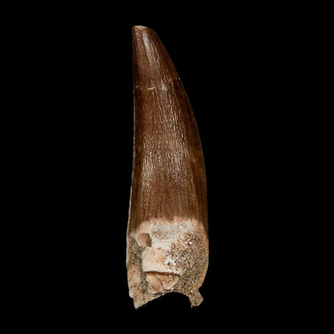1.7" Plesiosaur Zarafasaura Tooth Fossil Cretaceous Dinosaur Era COA, Stand