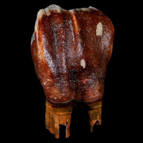 3.7" Woolly Rhinoceros Fossil Rooted Tooth Pleistocene Age Megafauna Russia COA - Fossil Age Minerals