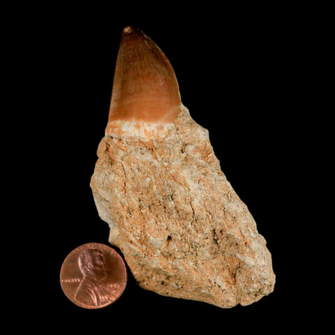 1.3" Mosasaur Prognathodon Fossil Tooth In Matrix Cretaceous Dinosaur Era COA - Fossil Age Minerals