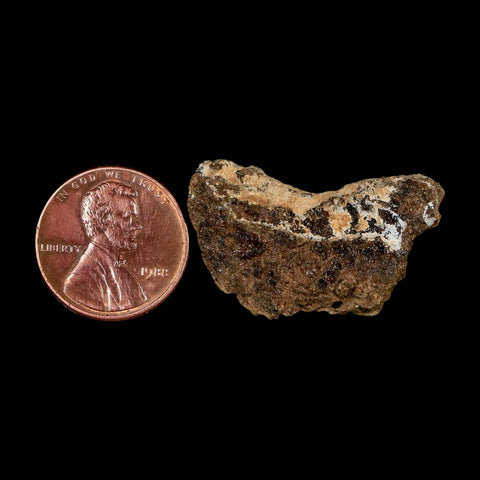 1.2" Tyrannosaurus Rex Fossil Bone Dinosaur Lance Creek Formation Wyoming COA - Fossil Age Minerals