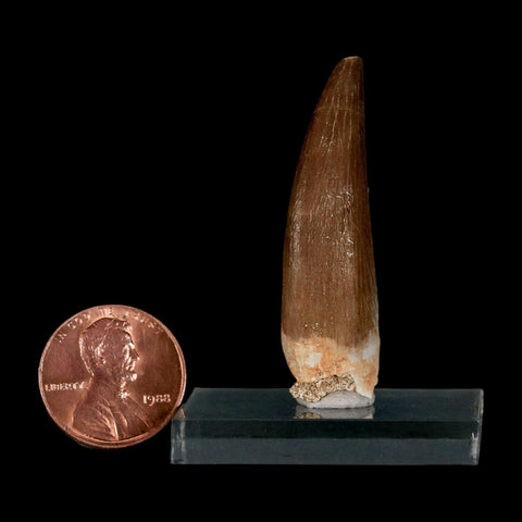 1.7" Plesiosaur Zarafasaura Tooth Fossil Cretaceous Dinosaur Era COA, Stand