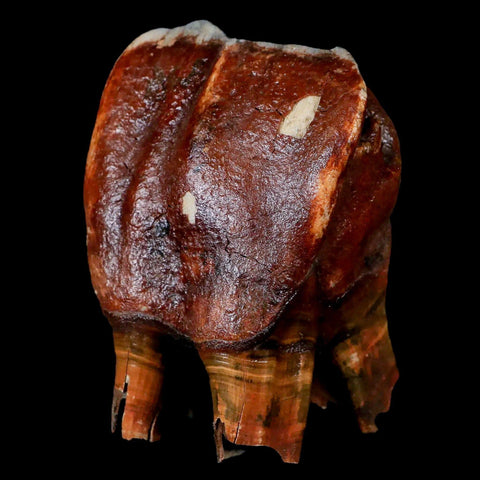 3.7" Woolly Rhinoceros Fossil Rooted Tooth Pleistocene Age Megafauna Russia COA - Fossil Age Minerals