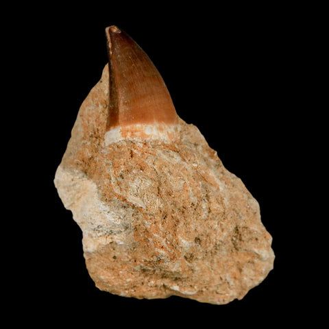 1.3" Mosasaur Prognathodon Fossil Tooth In Matrix Cretaceous Dinosaur Era COA - Fossil Age Minerals