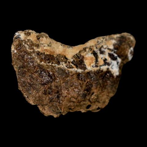 1.2" Tyrannosaurus Rex Fossil Bone Dinosaur Lance Creek Formation Wyoming COA - Fossil Age Minerals