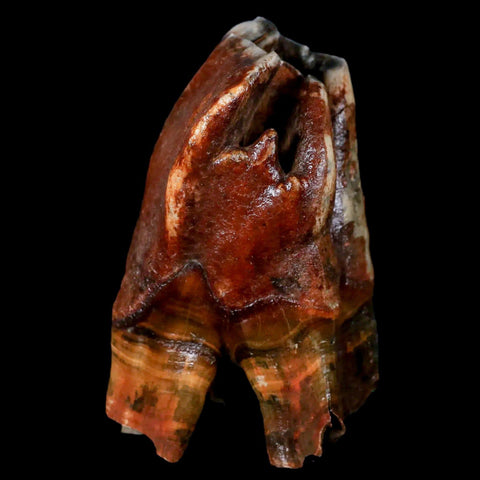 3.7" Woolly Rhinoceros Fossil Rooted Tooth Pleistocene Age Megafauna Russia COA - Fossil Age Minerals