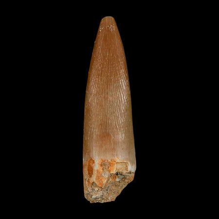 1.5" Plesiosaur Zarafasaura Tooth Fossil Cretaceous Dinosaur Era COA, Stand