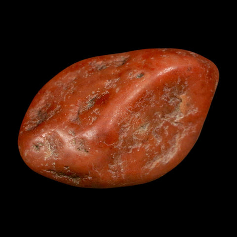 1.4" Sauropod Dinosaur Stomach Stone Gastrolith Rock Gizzard Stone COA