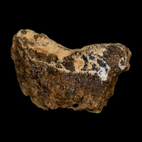 1.2" Tyrannosaurus Rex Fossil Bone Dinosaur Lance Creek Formation Wyoming COA - Fossil Age Minerals