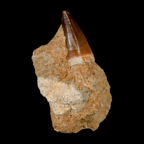 1.3" Mosasaur Prognathodon Fossil Tooth In Matrix Cretaceous Dinosaur Era COA - Fossil Age Minerals