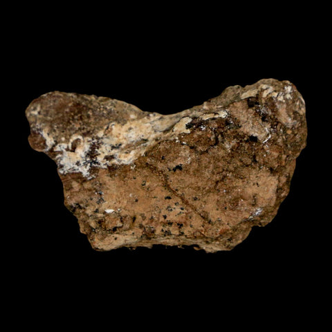 1.2" Tyrannosaurus Rex Fossil Bone Dinosaur Lance Creek Formation Wyoming COA - Fossil Age Minerals