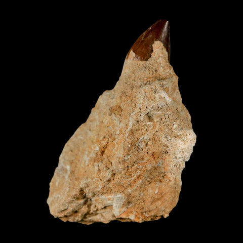 1.3" Mosasaur Prognathodon Fossil Tooth In Matrix Cretaceous Dinosaur Era COA - Fossil Age Minerals