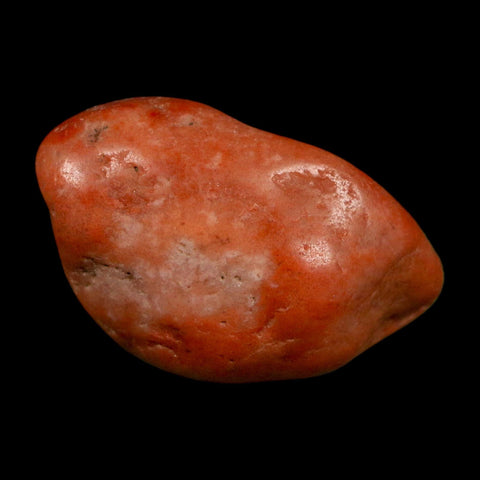 1.4" Sauropod Dinosaur Stomach Stone Gastrolith Rock Gizzard Stone COA