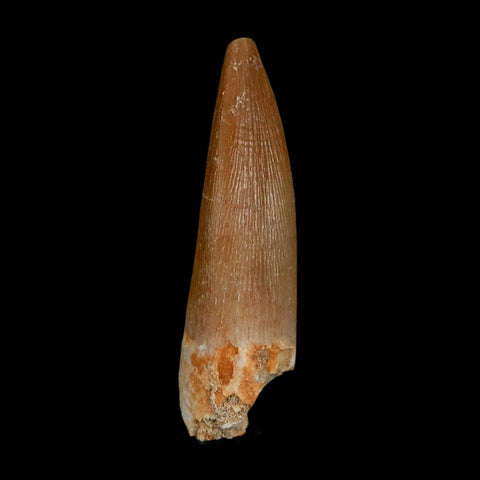 1.5" Plesiosaur Zarafasaura Tooth Fossil Cretaceous Dinosaur Era COA, Stand