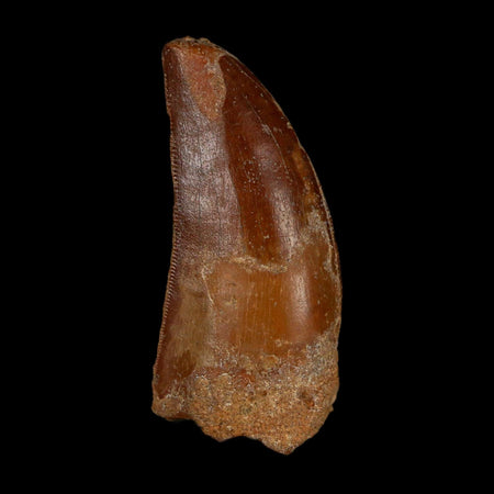 1.9" Carcharodontosaurus Fossil Tooth Cretaceous Dinosaur Morocco COA Stand