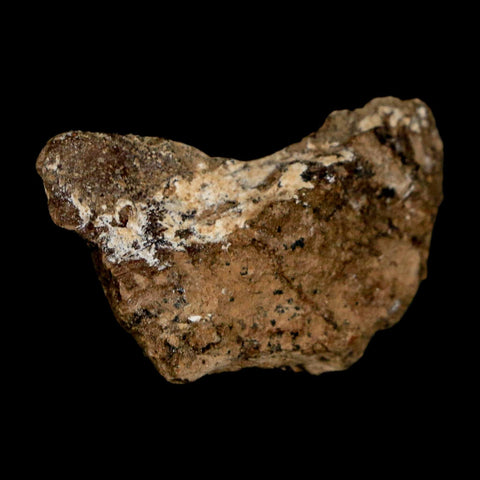 1.2" Tyrannosaurus Rex Fossil Bone Dinosaur Lance Creek Formation Wyoming COA - Fossil Age Minerals