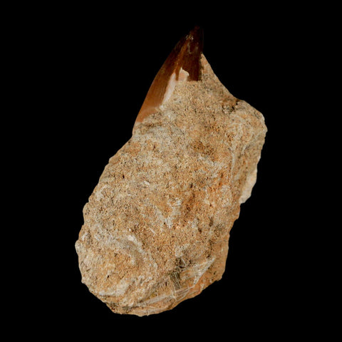 1.3" Mosasaur Prognathodon Fossil Tooth In Matrix Cretaceous Dinosaur Era COA - Fossil Age Minerals