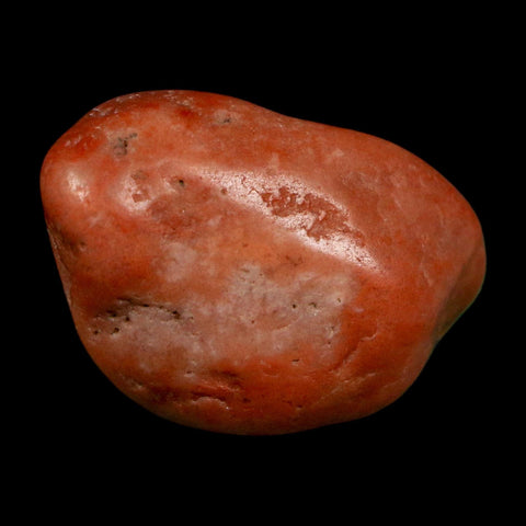 1.4" Sauropod Dinosaur Stomach Stone Gastrolith Rock Gizzard Stone COA
