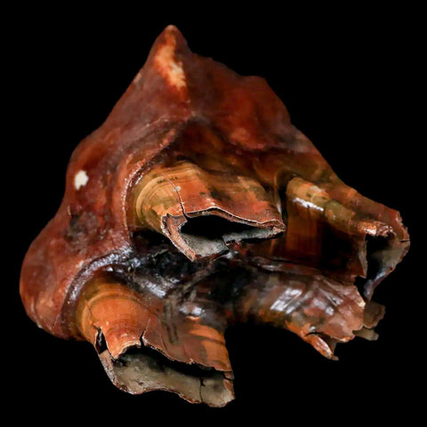 3.7" Woolly Rhinoceros Fossil Rooted Tooth Pleistocene Age Megafauna Russia COA - Fossil Age Minerals