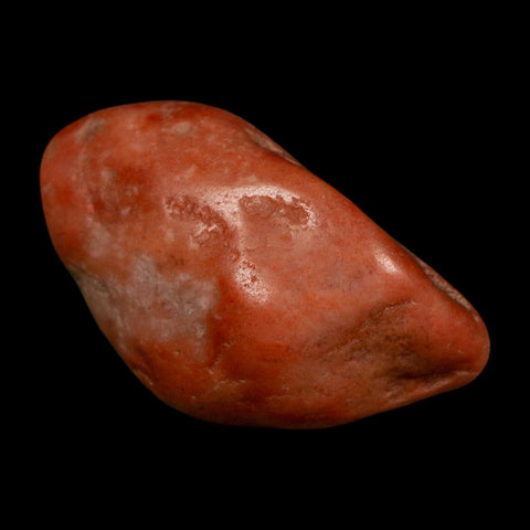 1.4" Sauropod Dinosaur Stomach Stone Gastrolith Rock Gizzard Stone COA