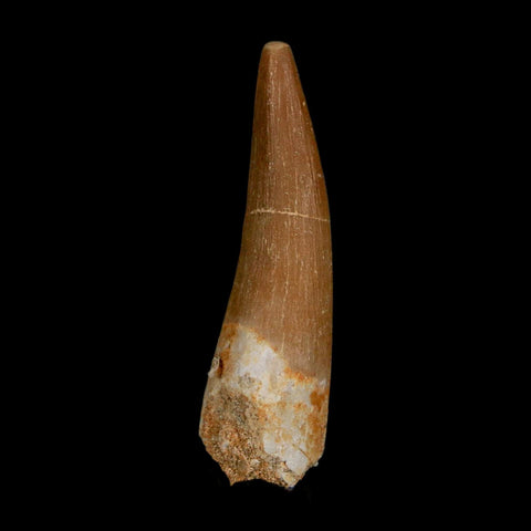 1.5" Plesiosaur Zarafasaura Tooth Fossil Cretaceous Dinosaur Era COA, Stand