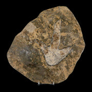 5.1" Grallator Variabilis Dinosaurs Track Foot Print Jurassic Age France COA, Stand