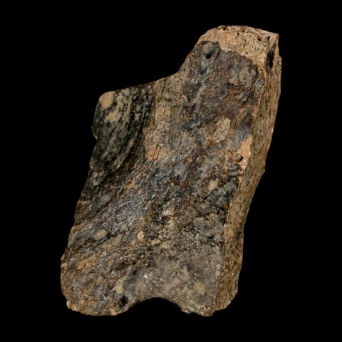 1.3" Tyrannosaurus Rex Fossil Bone Dinosaur Lance Creek Formation Wyoming COA - Fossil Age Minerals