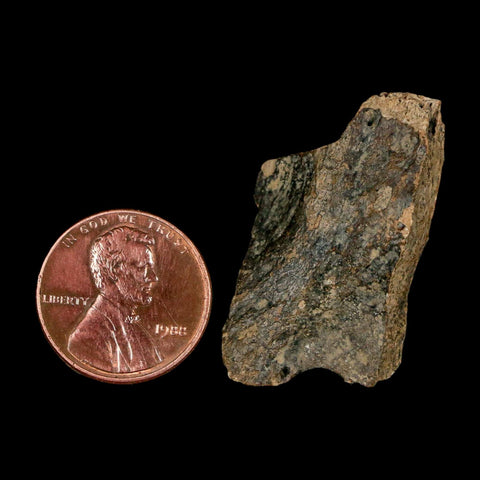 1.3" Tyrannosaurus Rex Fossil Bone Dinosaur Lance Creek Formation Wyoming COA - Fossil Age Minerals