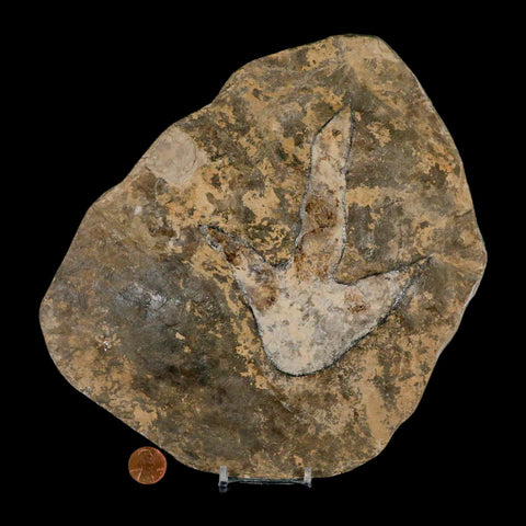 5.1" Grallator Variabilis Dinosaurs Track Foot Print Jurassic Age France COA, Stand