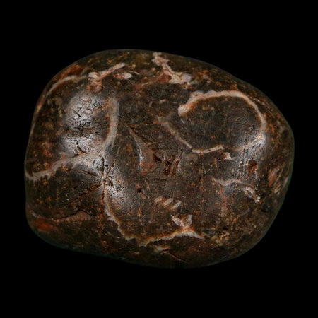 1.2" Sauropod Dinosaur Stomach Stone Gastrolith Rock Gizzard Stone COA