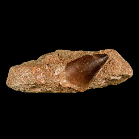 1.4" Mosasaur Prognathodon Fossil Tooth In Matrix Cretaceous Dinosaur Era COA