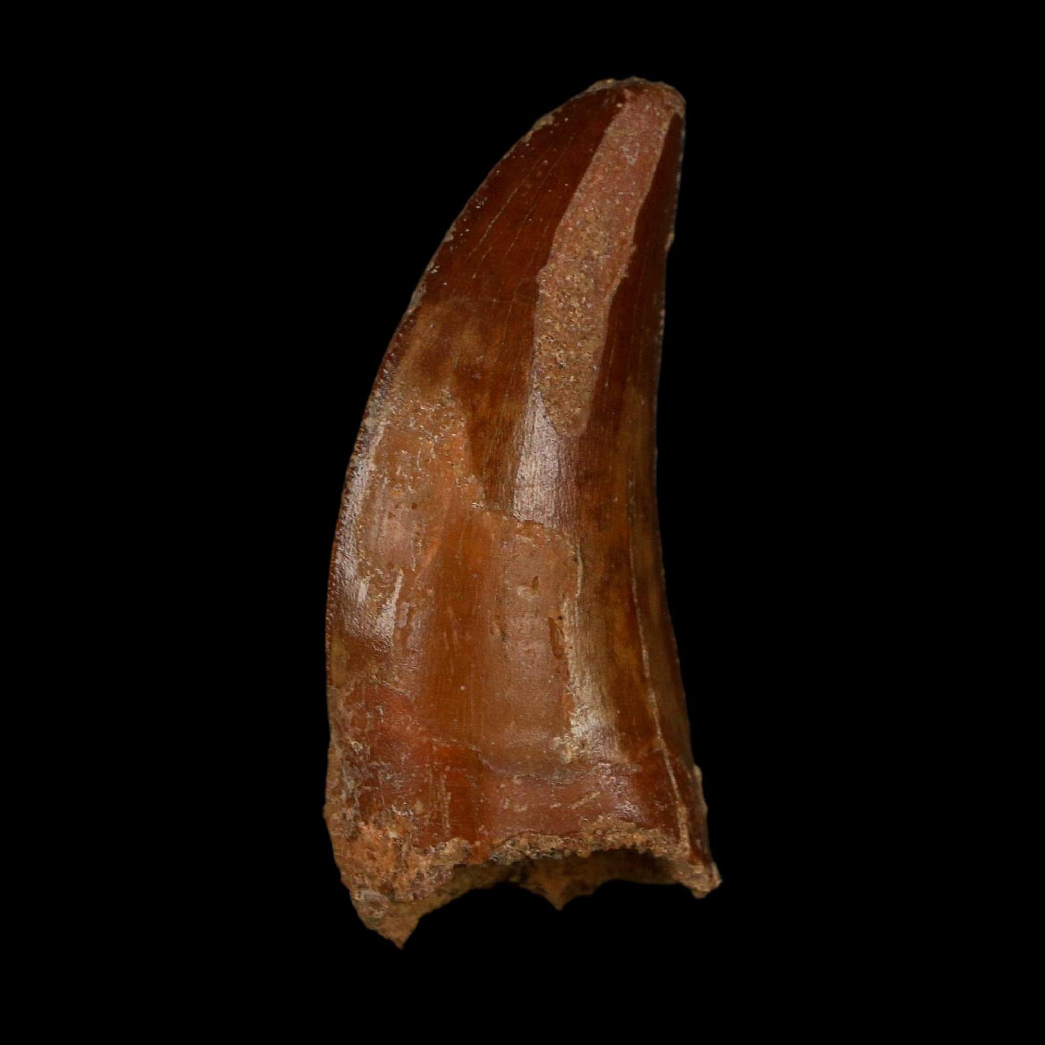 1.9" Carcharodontosaurus Fossil Tooth Cretaceous Dinosaur Morocco COA Stand - Fossil Age Minerals