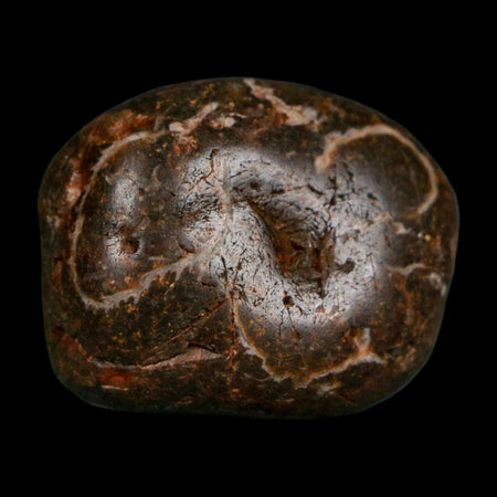 1.2" Sauropod Dinosaur Stomach Stone Gastrolith Rock Gizzard Stone COA