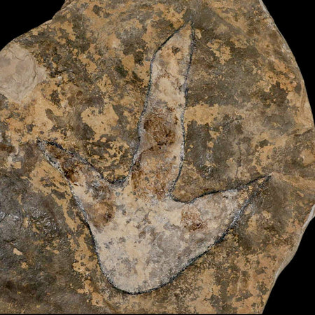 5.1" Grallator Variabilis Dinosaurs Track Foot Print Jurassic Age France COA, Stand